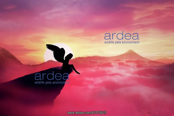 : Silhouette of a lonely fallen angel with long wings : Silhouette of a lonely fallen angel with long wings