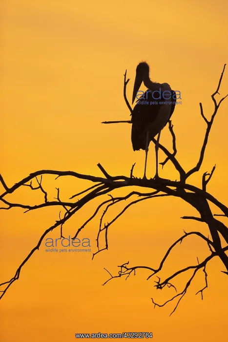 : Silhouette of a Marabou stork (Leptoptilos crumeniferus) : Silhouette of a Marabou stork (Leptoptilos crumeniferus)