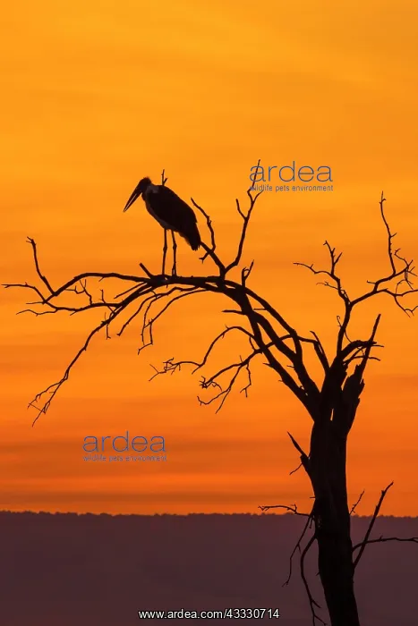 : Silhouette of a Marabou stork (Leptoptilos crumeniferus) : Silhouette of a Marabou stork (Leptoptilos crumeniferus)
