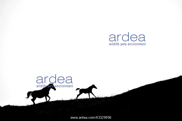 : Silhouette of Mare and foal running on white background : Silhouette of Mare and foal running on white background
