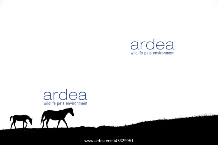 : Silhouette of Mare and foal walking on white background : Silhouette of Mare and foal walking on white background