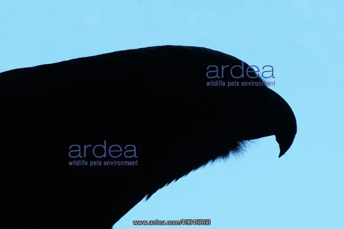 : Silhouette of New Zealand Kaka Parrot : Silhouette of New Zealand Kaka Parrot