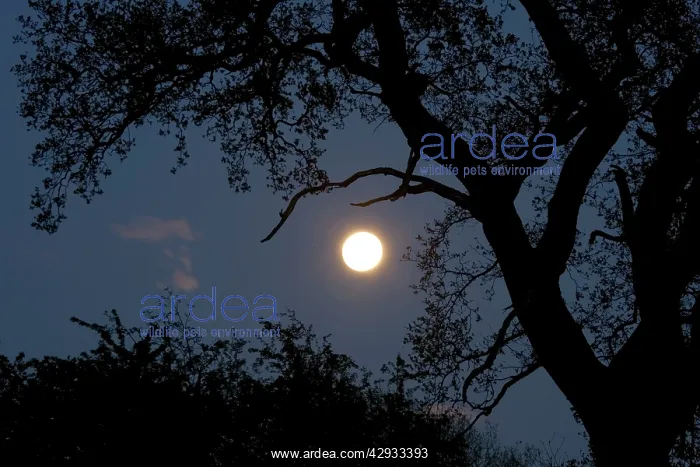 : Silhouette of old oak tree at night - backlit by : Silhouette of old oak tree at night - backlit by