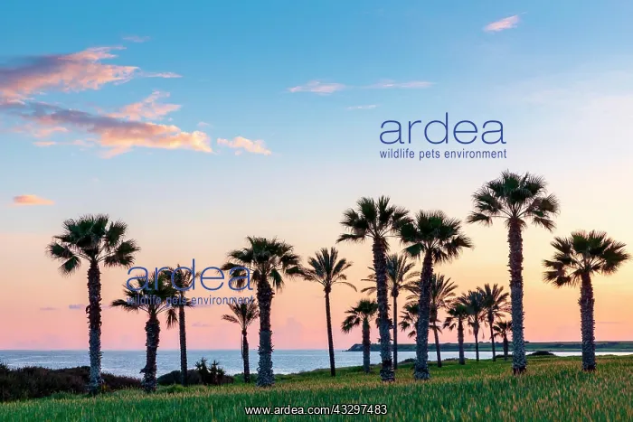 : Silhouette of palms during sunset at Mazotos beach : Silhouette of palms during sunset at Mazotos beach