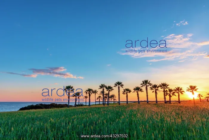 : Silhouette of palms during sunset at Mazotos beach : Silhouette of palms during sunset at Mazotos beach