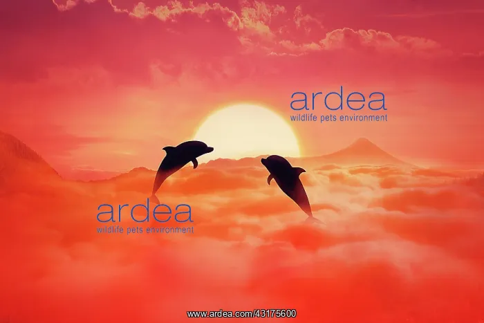 : Silhouette of two playful dolphins jumping above : Silhouette of two playful dolphins jumping above