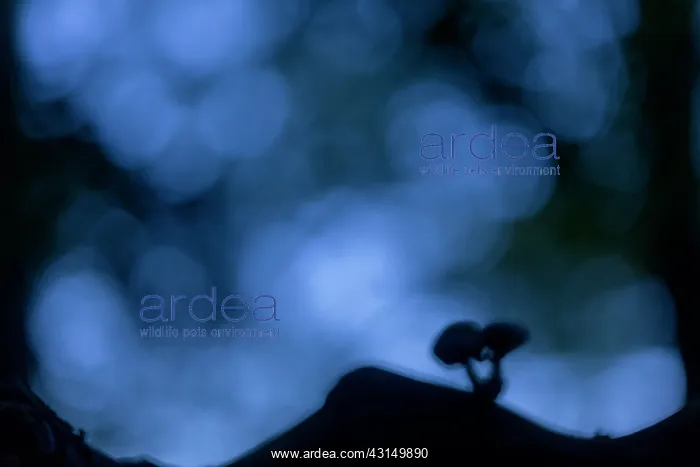 : Silhouette of two Porcelain Fungi : Silhouette of two Porcelain Fungi