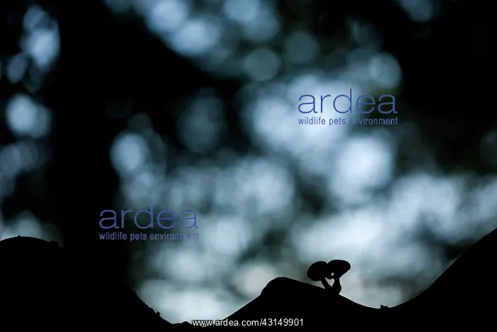 : Silhouette of two Porcelain Fungi : Silhouette of two Porcelain Fungi