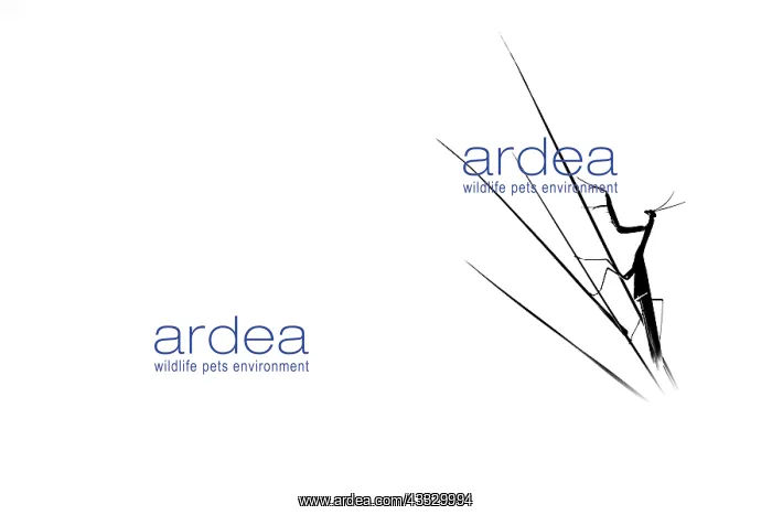 : Silhouette of Praying Mantis (Mantis religiosa) : Silhouette of Praying Mantis (Mantis religiosa)