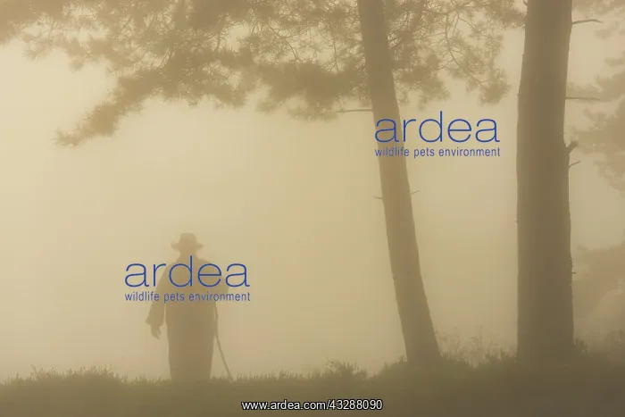 : Silhouette of a shepherd under a pine tree in the : Silhouette of a shepherd under a pine tree in the