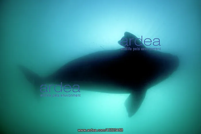 : Silhouette of southern right whale, Eubalaena australis : Silhouette of southern right whale, Eubalaena australis