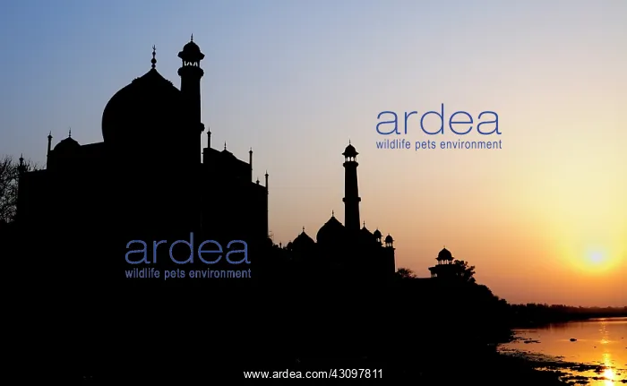 : Silhouette of The Taj Mahal at sunset, Agra : Silhouette of The Taj Mahal at sunset, Agra