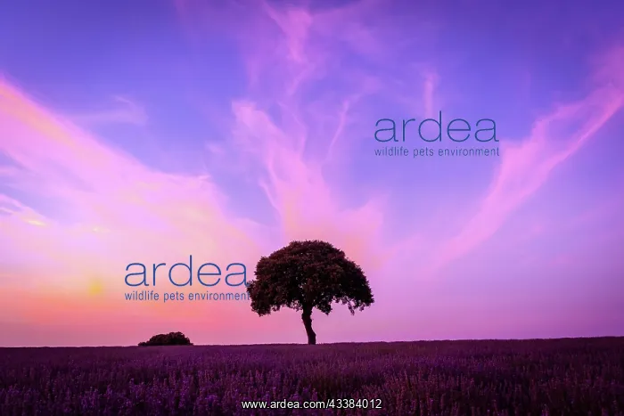 : Silhouette of a tree at sunset in a lavender field : Silhouette of a tree at sunset in a lavender field