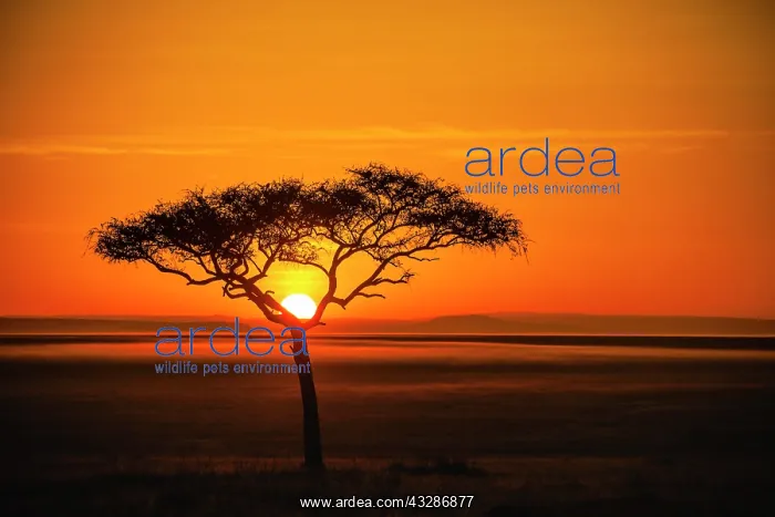 : Silhouette of umbrella thorn acacia (Acacia tortilis) : Silhouette of umbrella thorn acacia (Acacia tortilis)