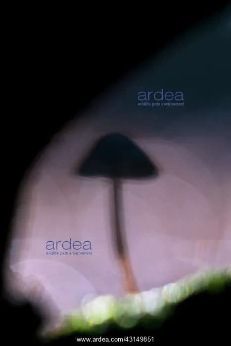 : Silhouette of unidentified fungus : Silhouette of unidentified fungus