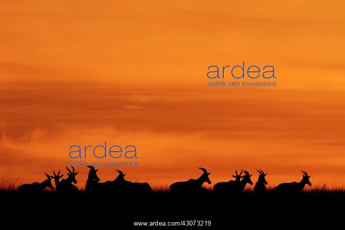 : Silhouettes of Antelopes at sunrise, Kenya : Silhouettes of Antelopes at sunrise, Kenya