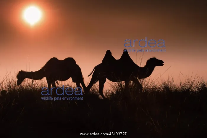 : Silhouettes of two Bactrian camel (Camelus bactrianus) : Silhouettes of two Bactrian camel (Camelus bactrianus)