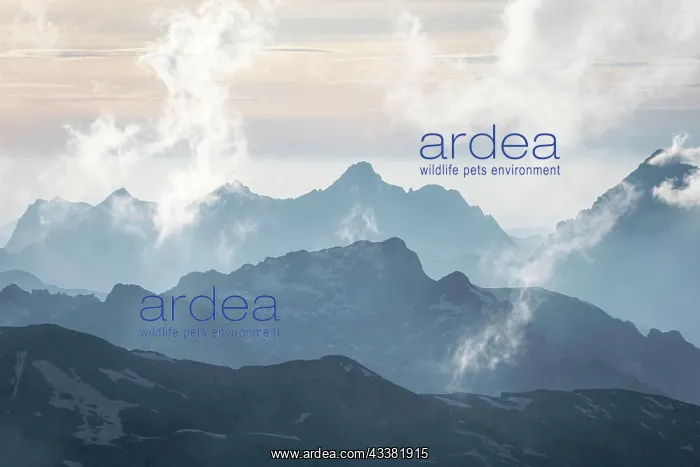 : Silhouettes, Dramatic Mountain Landscape, View from : Silhouettes, Dramatic Mountain Landscape, View from