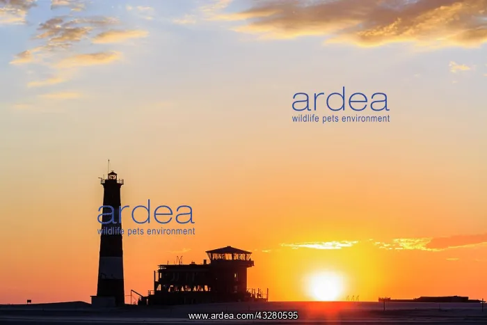: Silhouettes, Lighthouse and Lodge at sunset, Pelican : Silhouettes, Lighthouse and Lodge at sunset, Pelican