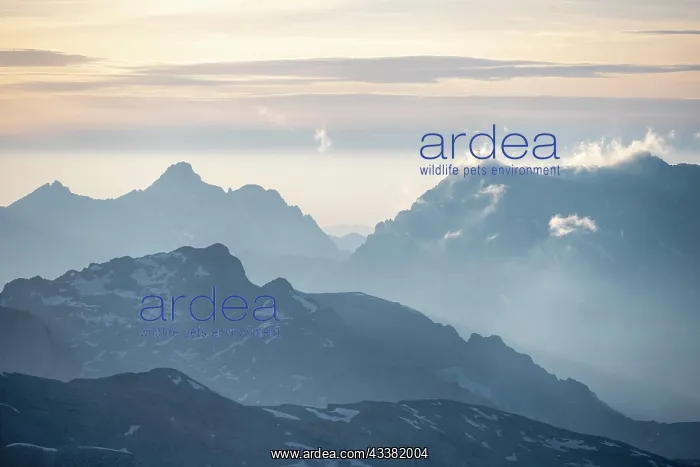: Silhouettes of mountains at sunset, Steinernes Meer : Silhouettes of mountains at sunset, Steinernes Meer