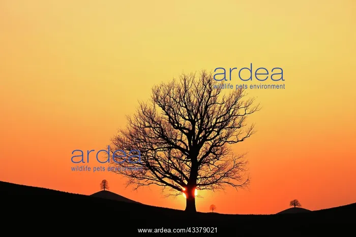 : Silhouettes of an oak tree (Quercus), and lime trees : Silhouettes of an oak tree (Quercus), and lime trees