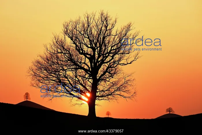 : Silhouettes of an oak tree (Quercus), and lime trees : Silhouettes of an oak tree (Quercus), and lime trees