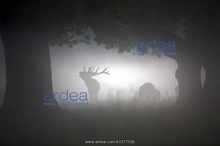 : Silhouettes of red deer (Cervus elaphus) stag with : Silhouettes of red deer (Cervus elaphus) stag with