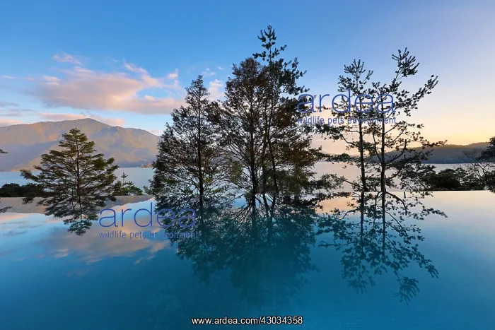 : Silhouettes and reflection of trees at sunset : Silhouettes and reflection of trees at sunset