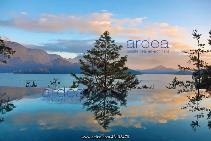 : Silhouettes and reflection of trees at sunset : Silhouettes and reflection of trees at sunset