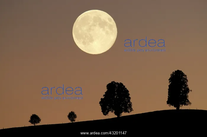  : Silhouettes of trees in the light of the full moon