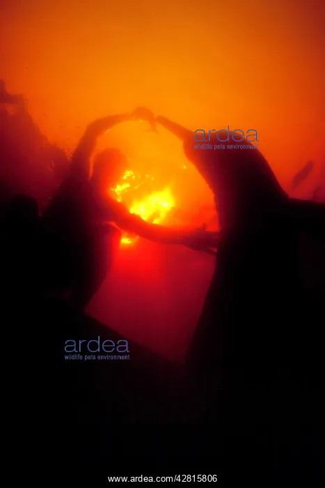 : Silhoutte of Pink River dolphin or Boto, Inia geoffrensis an : Silhoutte of Pink River dolphin or Boto, Inia geoffrensis an