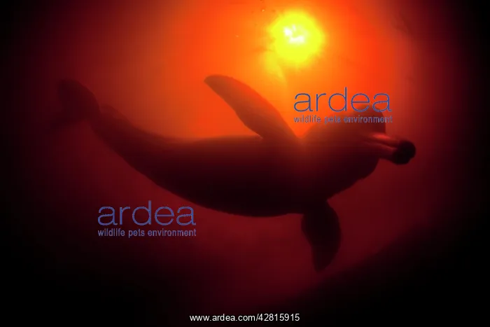: Silhoutte of Pink River dolphin or Boto, Inia geoffrensis, A : Silhoutte of Pink River dolphin or Boto, Inia geoffrensis, A