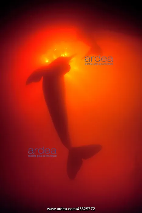: Silhoutte of Pink River dolphin or Boto, Inia geoffrensis, A : Silhoutte of Pink River dolphin or Boto, Inia geoffrensis, A