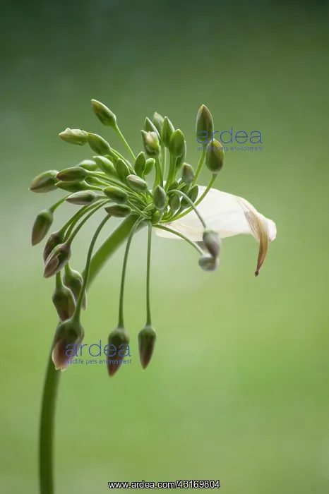: Silican honey garlic, Nectaroscordum siculum bulgaricum, in : Silican honey garlic, Nectaroscordum siculum bulgaricum, in
