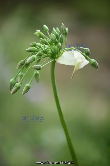 : Silican honey garlic, Nectaroscordum siculum bulgaricum, in : Silican honey garlic, Nectaroscordum siculum bulgaricum, in