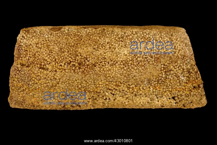 : Silicified Oolite : Silicified Oolite