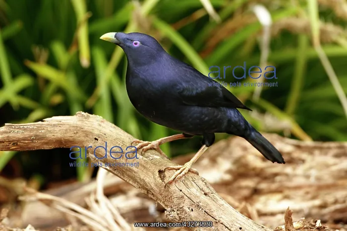 : Silk Bowerbird, Silk Bowerbird, Satin Bowerbird : Silk Bowerbird, Silk Bowerbird, Satin Bowerbird