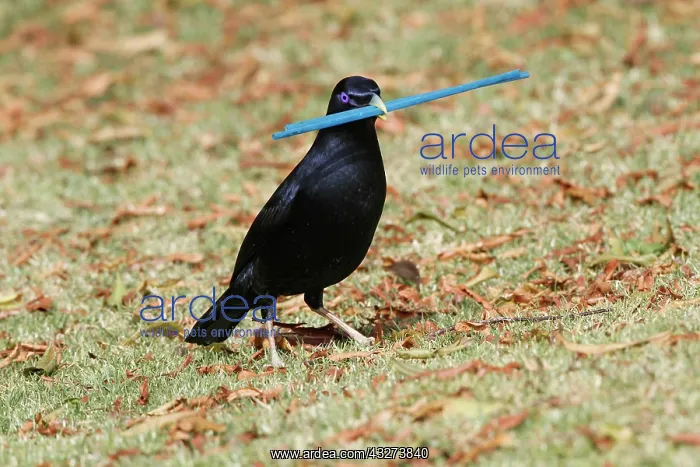 : Silk Bowerbird, Silk Bowerbird, Satin Bowerbird : Silk Bowerbird, Silk Bowerbird, Satin Bowerbird