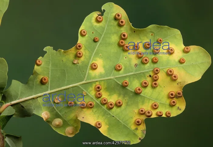 : Silk Button Gall Wasp - Cynips - Galls : Silk Button Gall Wasp - Cynips - Galls