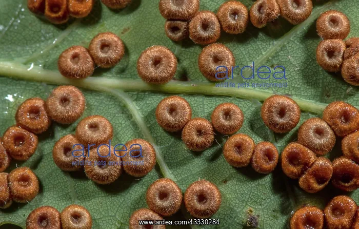 : Silk button galls, Neuroterus numismalis, in abu : Silk button galls, Neuroterus numismalis, in abu