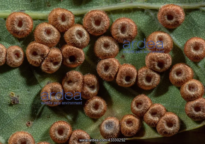 : Silk button galls, Neuroterus numismalis, in abu : Silk button galls, Neuroterus numismalis, in abu
