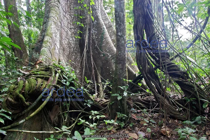 : Silk-cotton Tree - in tropical rainforest : Silk-cotton Tree - in tropical rainforest