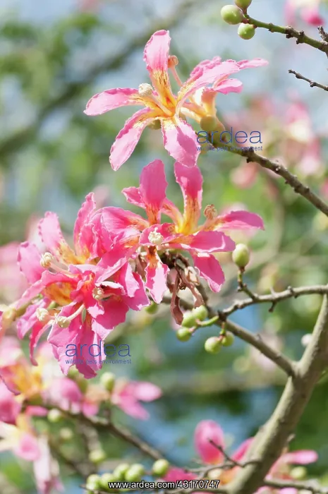 : Silk Floss tree, Ceiba speciosa, Several pink tinged white f : Silk Floss tree, Ceiba speciosa, Several pink tinged white f