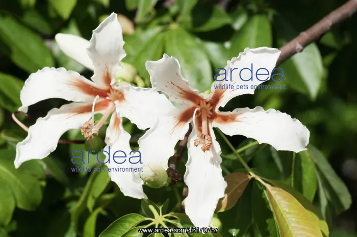 : Silk Floss tree, Ceiba speciosa, Two creamy white flowers wi : Silk Floss tree, Ceiba speciosa, Two creamy white flowers wi