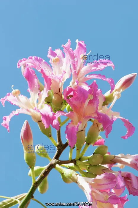 : Silk Floss tree, Ceiba speciosa, Several pink tinged white f : Silk Floss tree, Ceiba speciosa, Several pink tinged white f