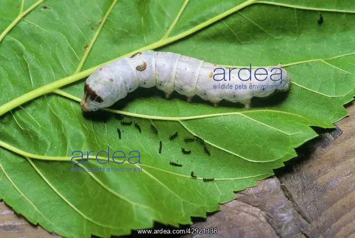 : SILK MOTH CATERPILLAR ON LEAF : SILK MOTH CATERPILLAR ON LEAF