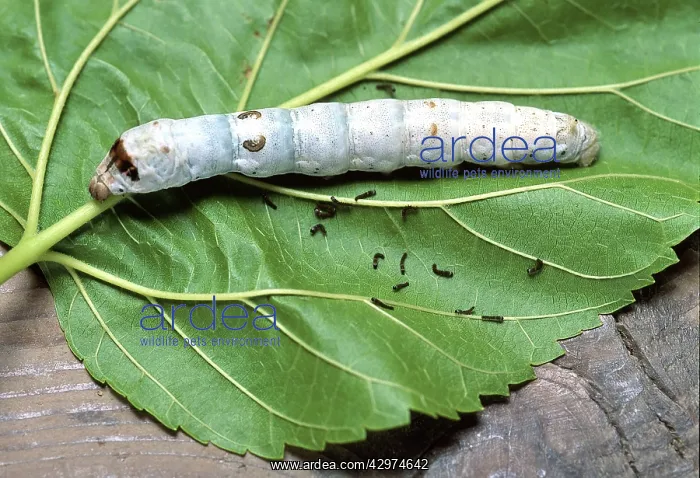 : Silk Moth Caterpillar - silk culture : Silk Moth Caterpillar - silk culture