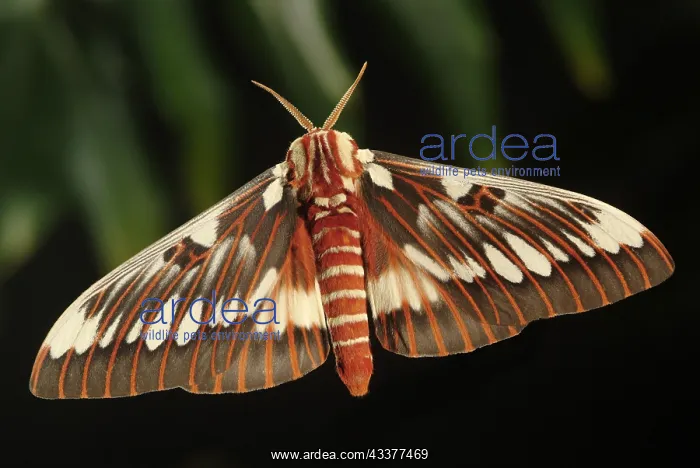 : Silk Moth, Citheronia splendens, male, Arizona : Silk Moth, Citheronia splendens, male, Arizona