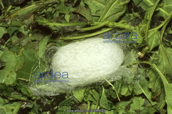 : Silk Moth Cocoon : Silk Moth Cocoon