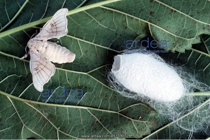 : SILK MOTH & COCOON : SILK MOTH & COCOON
